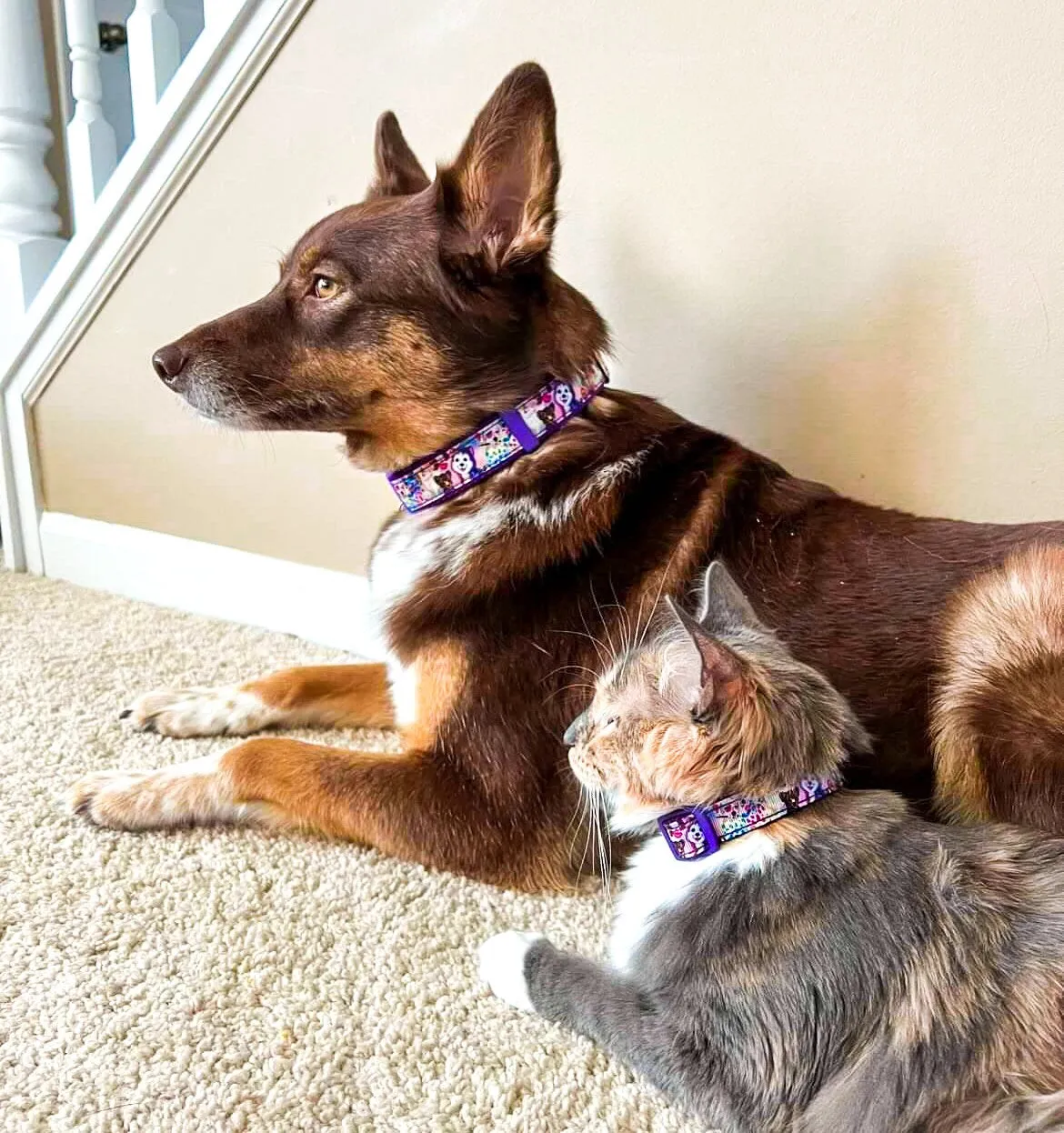 90's Vibes, Cute Dog collar, Girly Cat collar,90's themed, Purple dog collar, Rainbow collar, Adjustable dog collar